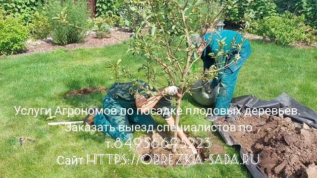 Услуги агрономов по посадке плодовых деревьев. Заказать выезд специалистов по т.84956695223 г.Москва