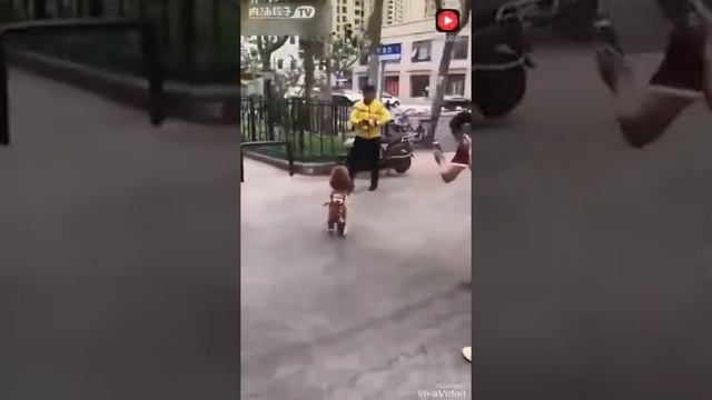 собака которая ходит как человек