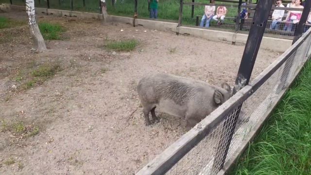 Биостанция в Лосином острове.