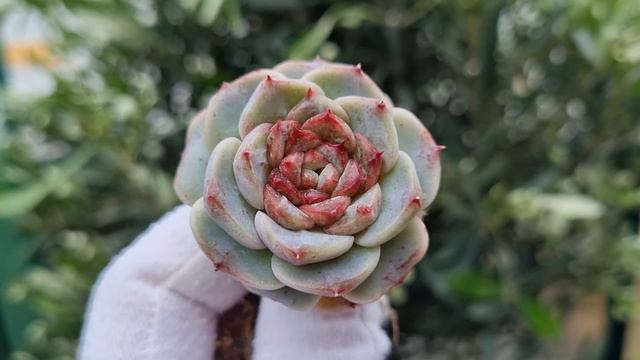 Echeveria Red Velvet