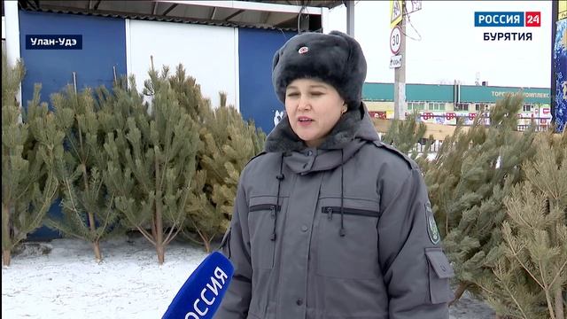 В Улан-Удэ открылись ёлочные базары-качество деревьев проверяют сотрудники Россельхознадзора