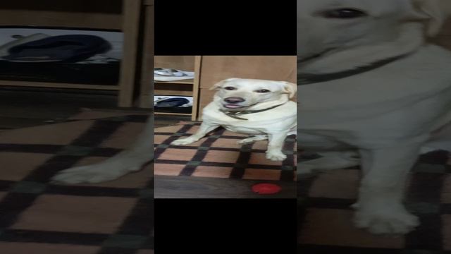бад