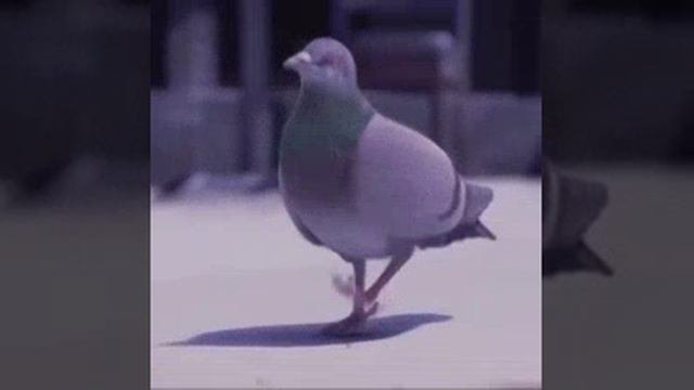 танцующий голубь не ну