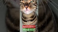 Имидж ничто - жажда ВСЕ! Бенгальская кошка пьет воду из под крана