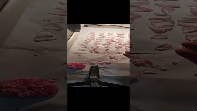 Неизвестный сорт. Видео фиксация обсчёта количества лепестков.