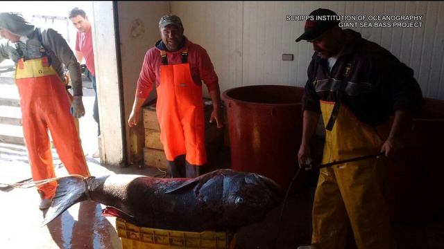 San Diego researcher unraveling mystery of 'critically endangered' giant sea bass population