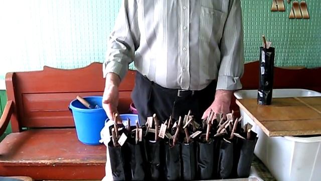 ? Укоренение черенков винограда - 6. Высадка черенков в емкости контейнеры