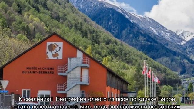 Бетховен (собака): какая порода, как называется