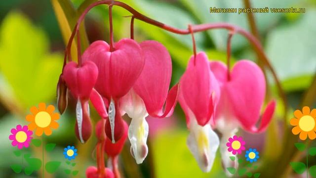 Дицентра великолепная Валентайн. Краткий обзор, описание dicentra spectabilis Valentine