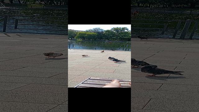 голуби летают над озером и возле лежаков возле районного центра Баку