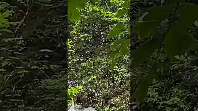 В лесу Сочи туристы встретили медвежонка, думали он без мамы, а мама всегда рядом..