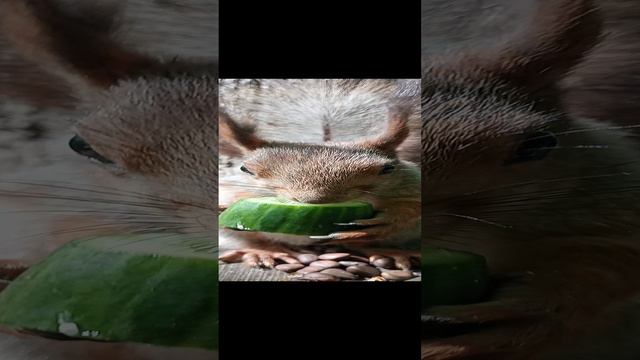 Модель ест огурчик