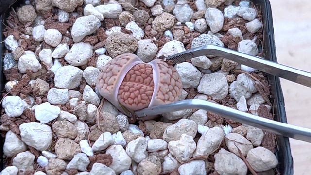 Sub ) Can I repot my lithops while they are molting?