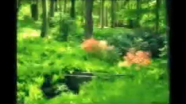 звуки природы