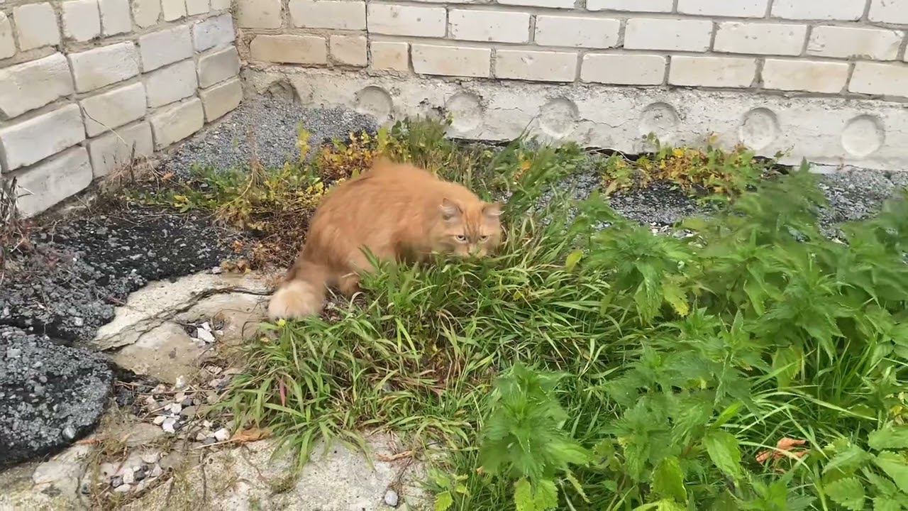 Выгуливаю Тимку