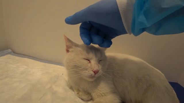 Белая кошечка. Погладь меня, я помурлычу