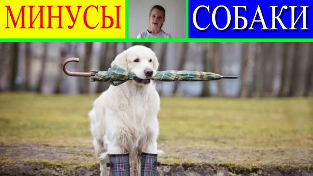 КОШКИ ПРОТИВ СОБАК! КОГО ВЫБРАТЬ? 🐶 🐱