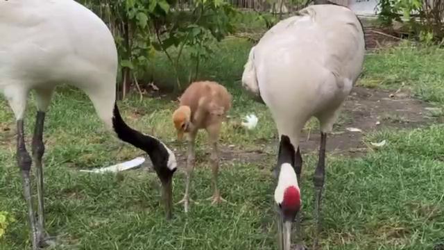 🐣В Московском зоопарке появился на свет птенец японского журавля🐣