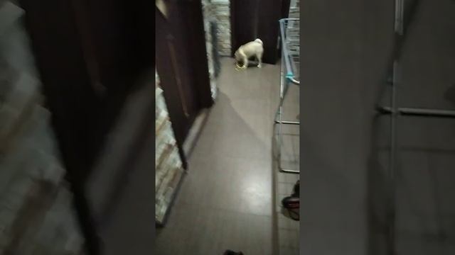 Вот так мопс хочет гулять