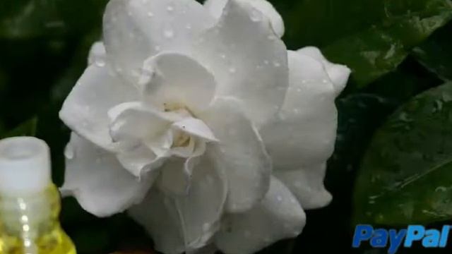 New special oil: "Gardenia Splash"