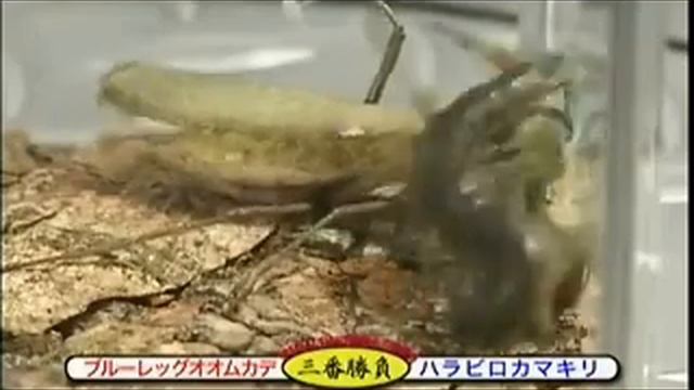 Giant centipede vs mantis. Гигантская сороконожка против богомола