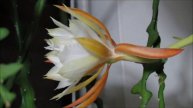 Epiphyllum anguliger (fishbone cactus) time lapse