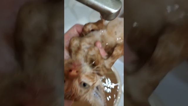 Волонтер отмывает котенка от блошек