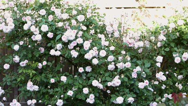 Rose Garden Tour
