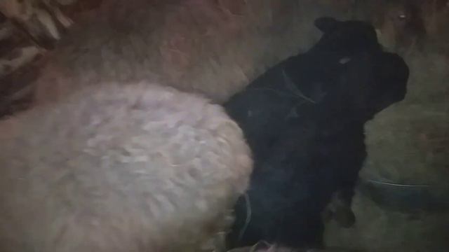 Окот последней овцематки. Обзор суточных ярочек, которых принесла Марья Ивановна.