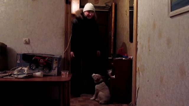 андрей дьячков разговаривает с собакой