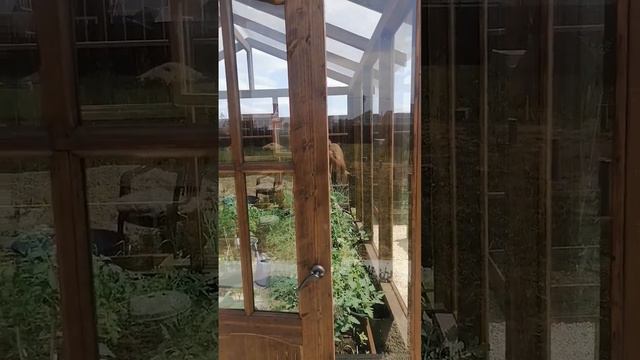 #greenhouse #ландшафтный_дизайн #огород #теплица #деревяннаятеплица #дача #garden #gardening #сад
