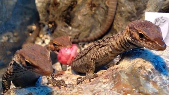 Кормление подростков Varanus tristis  tristis мясом
