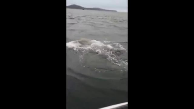СЛУЧАЙ НА РЫБАЛКЕ