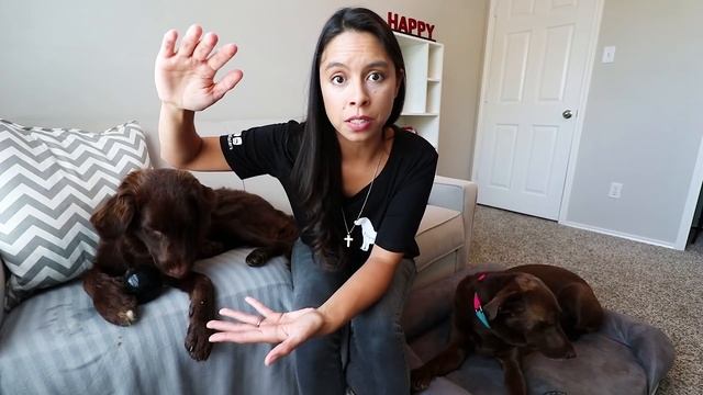 Get Your Parents to Say YES to a PUPPY, Guaranteed!! 5 Easy Steps