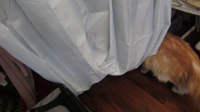 Cat hides from cats.Кот прячется от кошки.