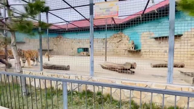 Теленок оказался МАЛЬЧИКОМ, черная волчица ГОТОВИТ НАМ СЮРПРИЗ!