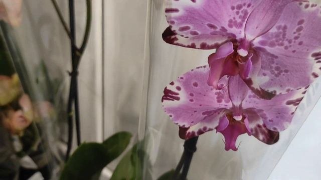 №252/ Много ЭКСКЛЮЗИВНЫХ свежих орхидей в магазине ОРХИДЕЯ
