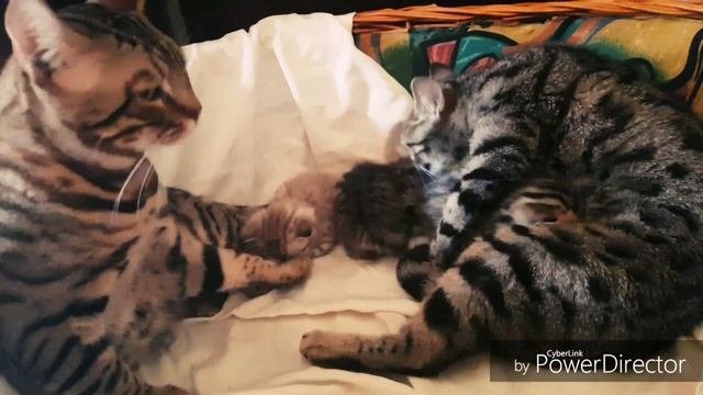 Мама и папа котят бенгалы кошки коты