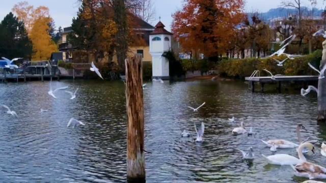 Гармония природы: жизнь бизонов и гусей в дикой природе 🌾🦢