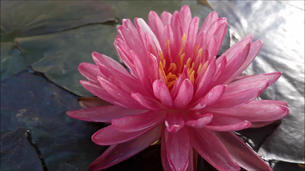Нимфея Jakkaphong (Джаккафонг) кувшинка, waterlily, водные растения, пруд