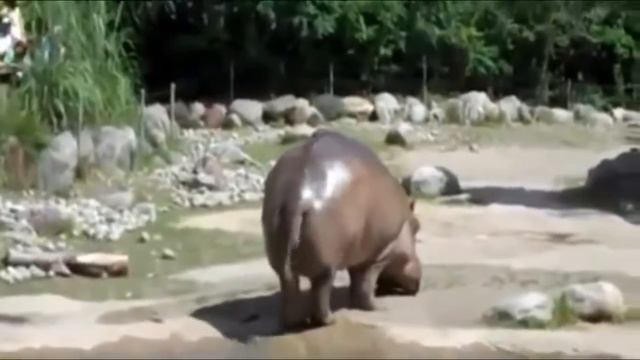 Как пердит бегемот