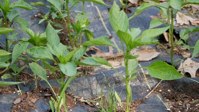 June Cut Flower Garden Tour - Zinnias, Larkspur, Pincushion Flowers -Flower Gardening for Beginners
