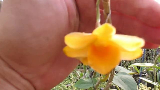 CONHEÇAM A POMBINHA DA PAZ E APRENDAM SOBRE UMA ESTUFA PROFISSIONAL !!!