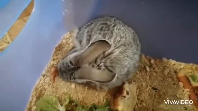 Кролик чешется.mp3