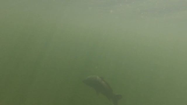 Беременная рыба! Не стреляй, запрет охотник!