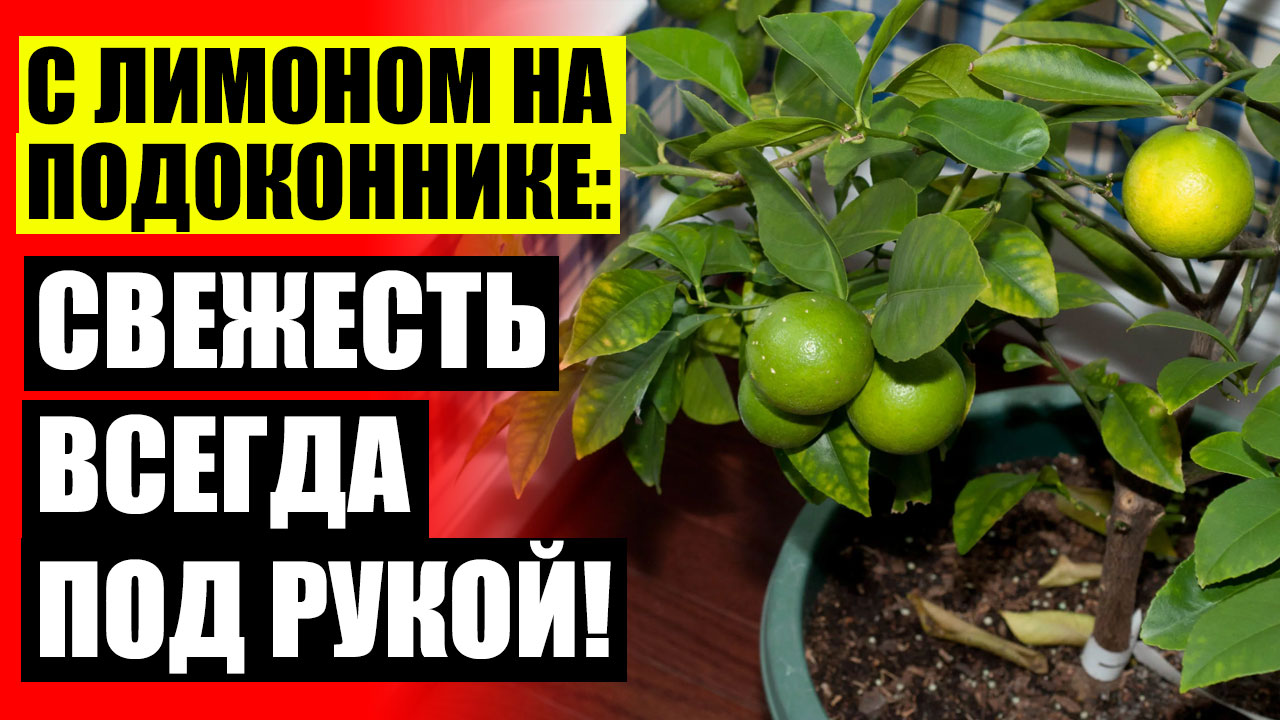 😎 Как привить лимонное дерево в домашних условиях ❗