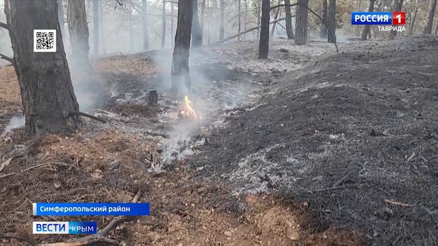 В МЧС выясняют причины мощного лесного пожара под Симферополем: случайность ли?