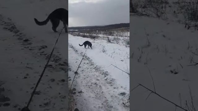 Не наши уши...
