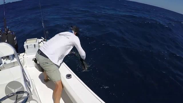 How To Catch Cobia Using Live Bait