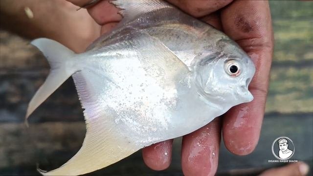 গভর সগর সনর মছ  Goldfish in the Deep Sea  লন জলর জবন  পরব-৮  বরষ-২০২৩
